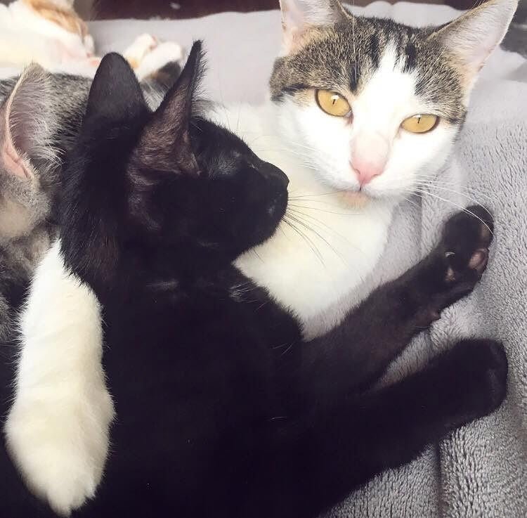 Gata y su gatito