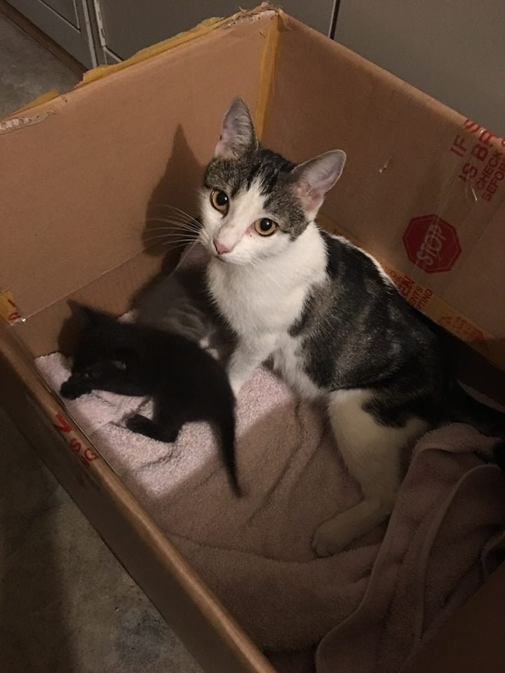 Gata y sus gatitos