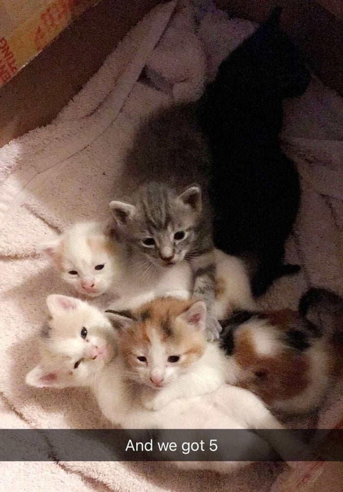 Gatitos de Tala