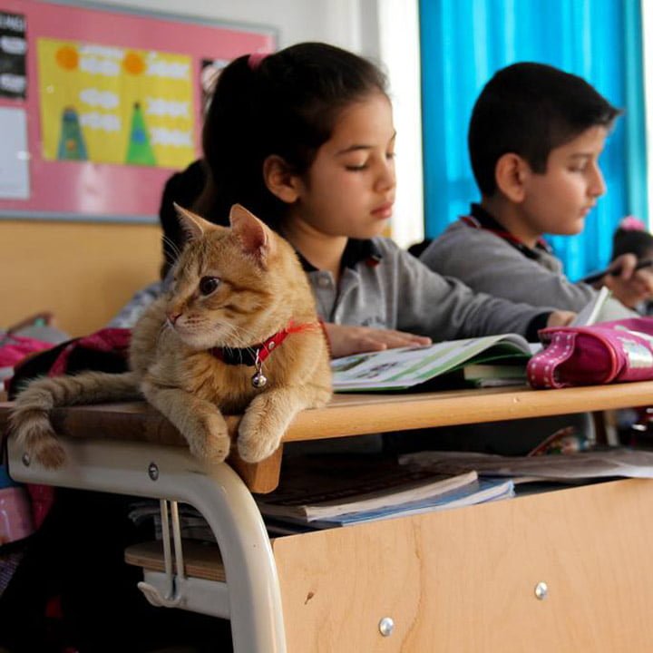 Gato en escuela primaria Gato en escuela primaria