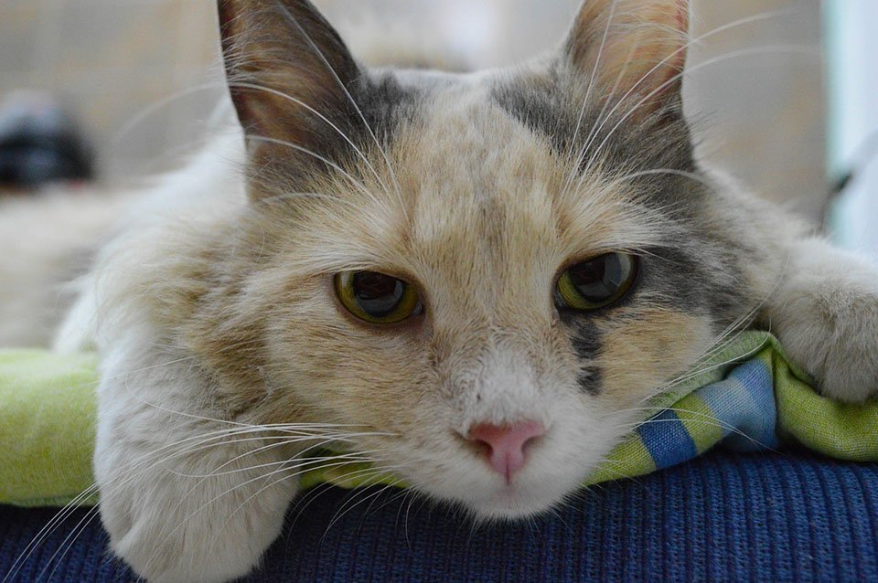 Gato
