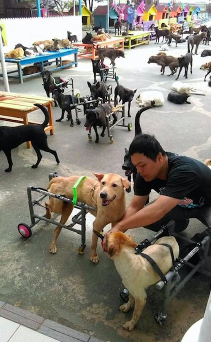 Hombre cuida perros Hombre cuida perros
