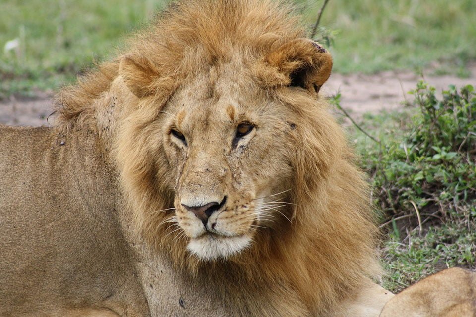 León