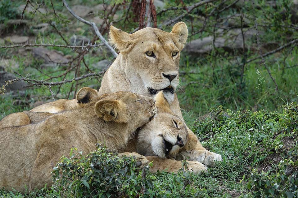Manada de leones asesinan a cazador furtivo