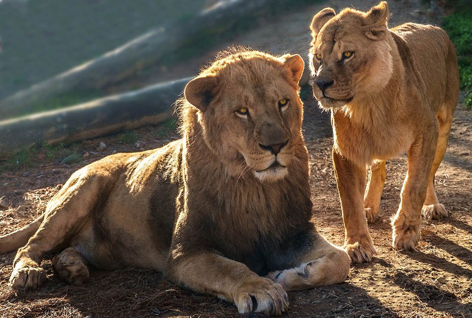 Pareja de leones Pareja de leones