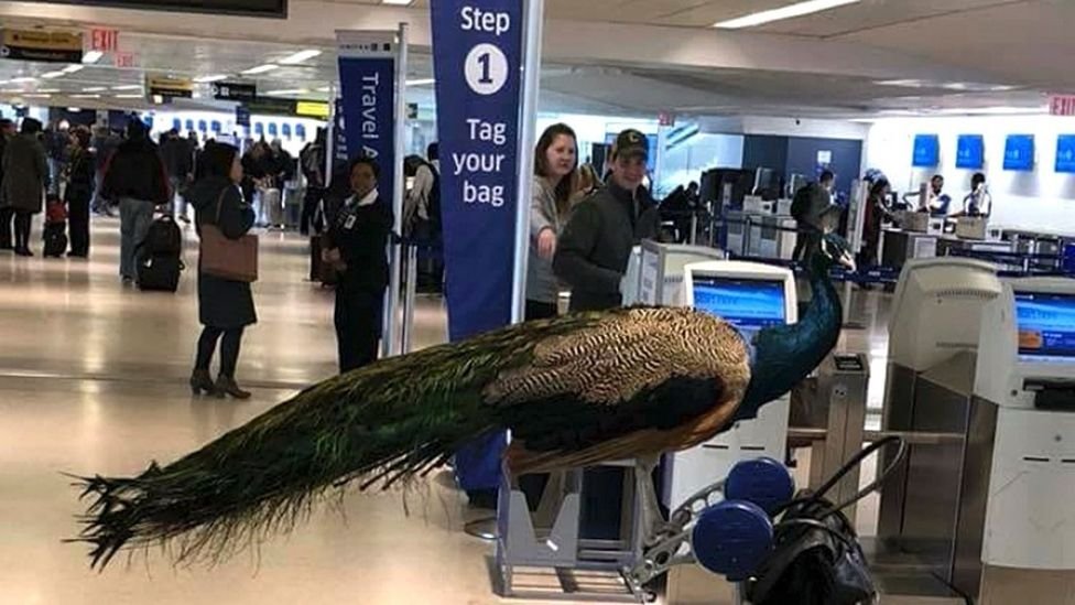 Pavo real Pavo real