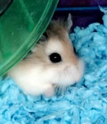 Pebbles Pebbles