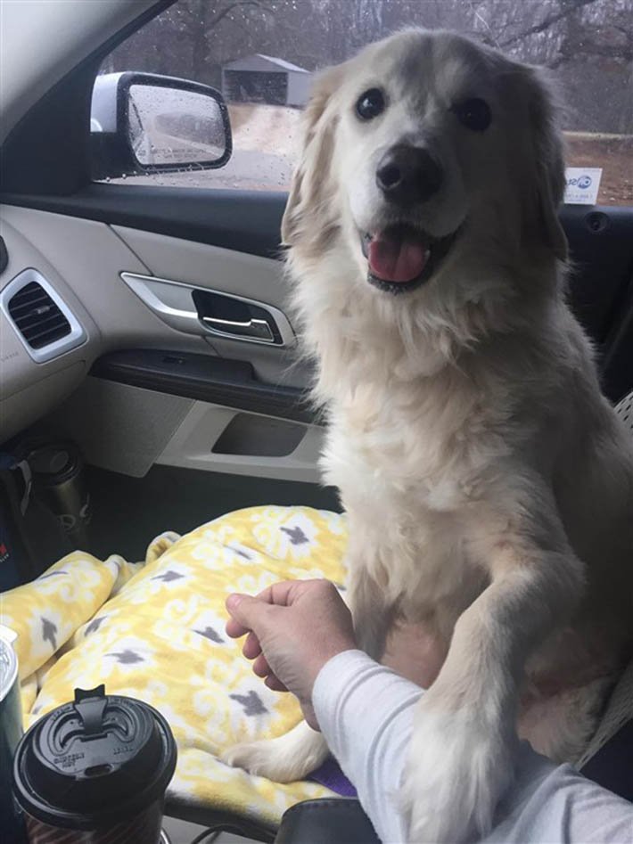 Perrita agradece Perrita agradece