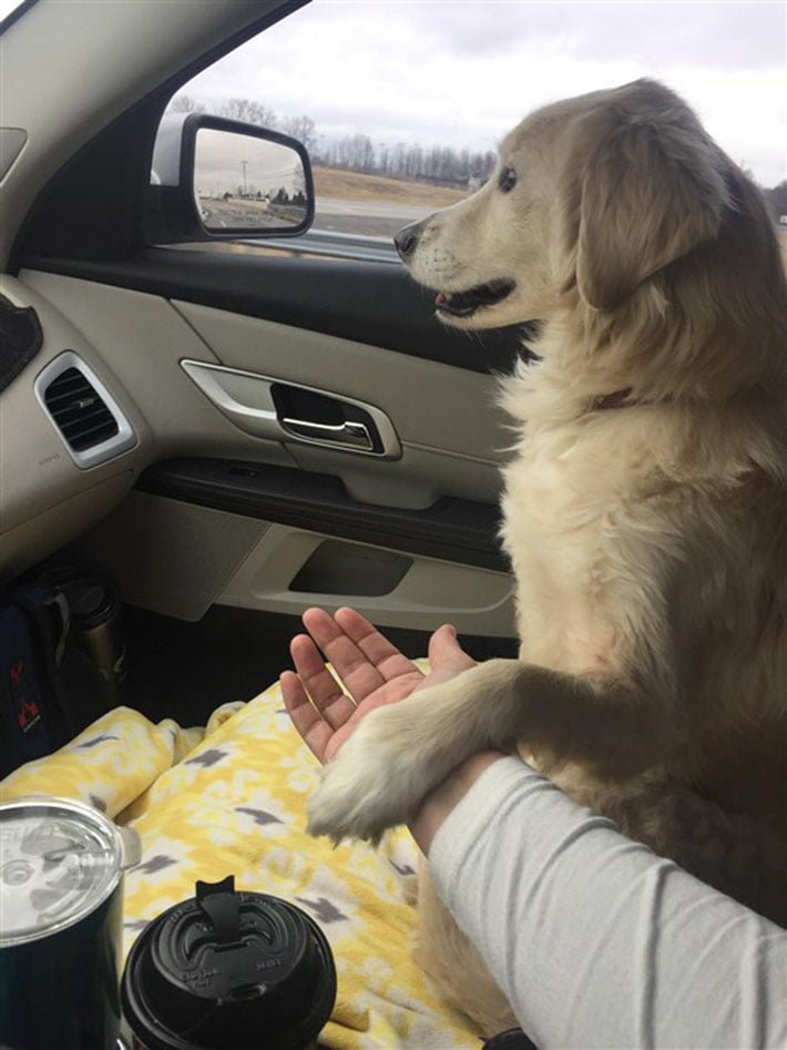 Perrita toma la mano de rescatista Perrita toma la mano de rescatista