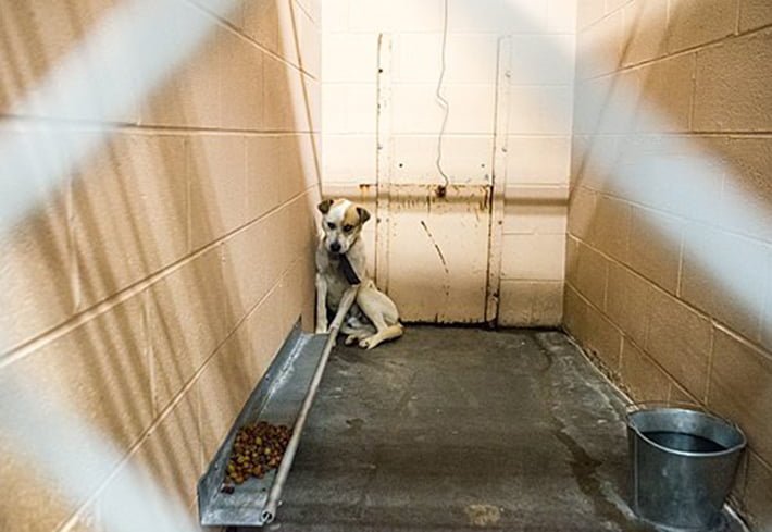 Perro asustado en el refugio Perro asustado en el refugio