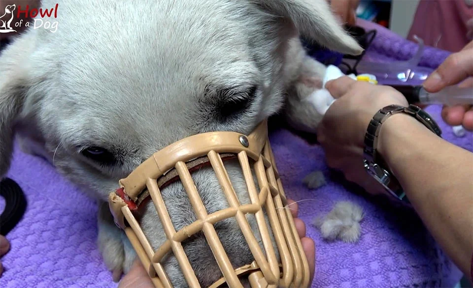 Perro en el veterinario