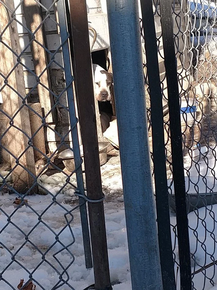 Perro escondido en la caseta