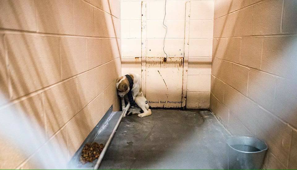 Perro esta asustado en el refugio Perro esta asustado en el refugio