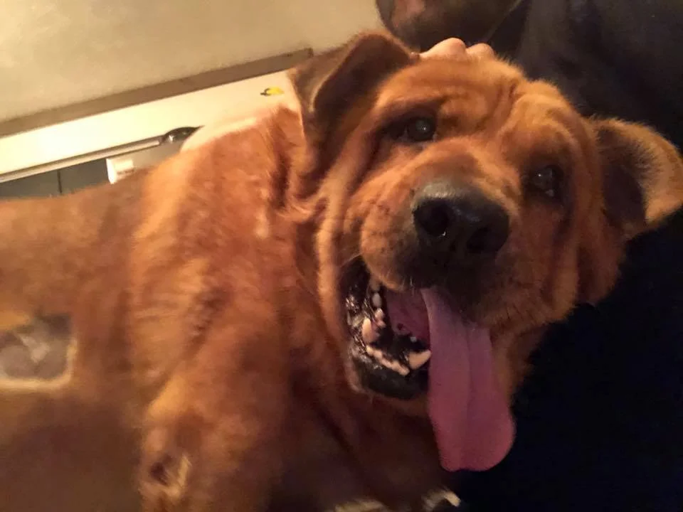 Perro esta feliz