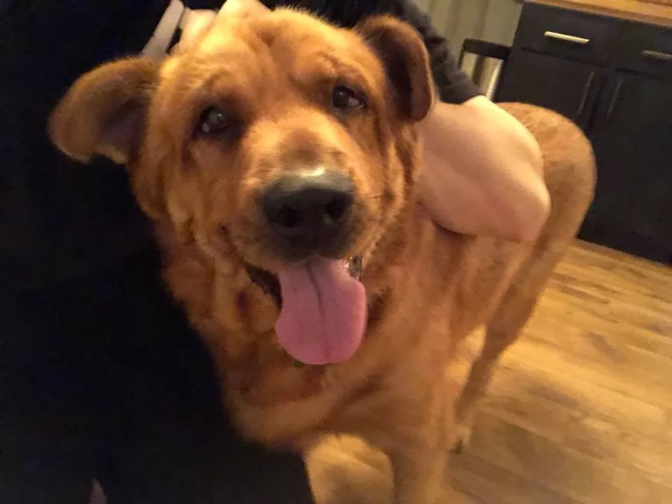 Perro feliz