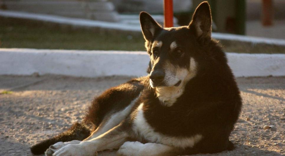 Perro fiel