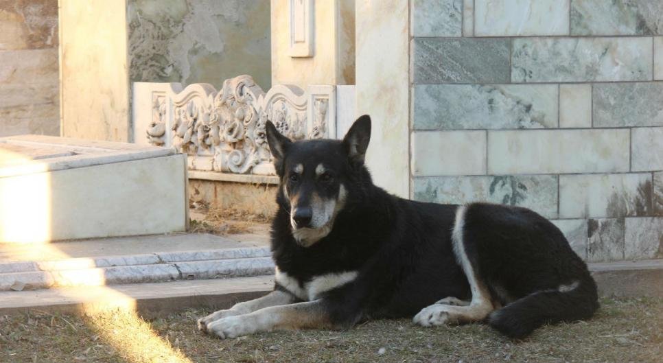 Perro leal