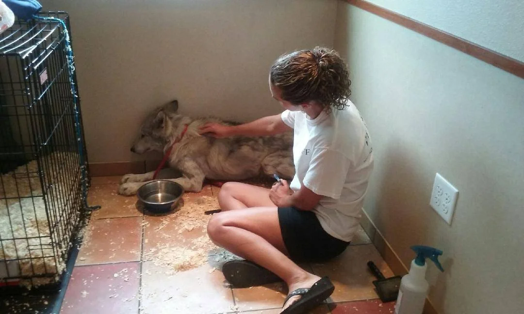 Perro lobo con miedo Perro lobo con miedo