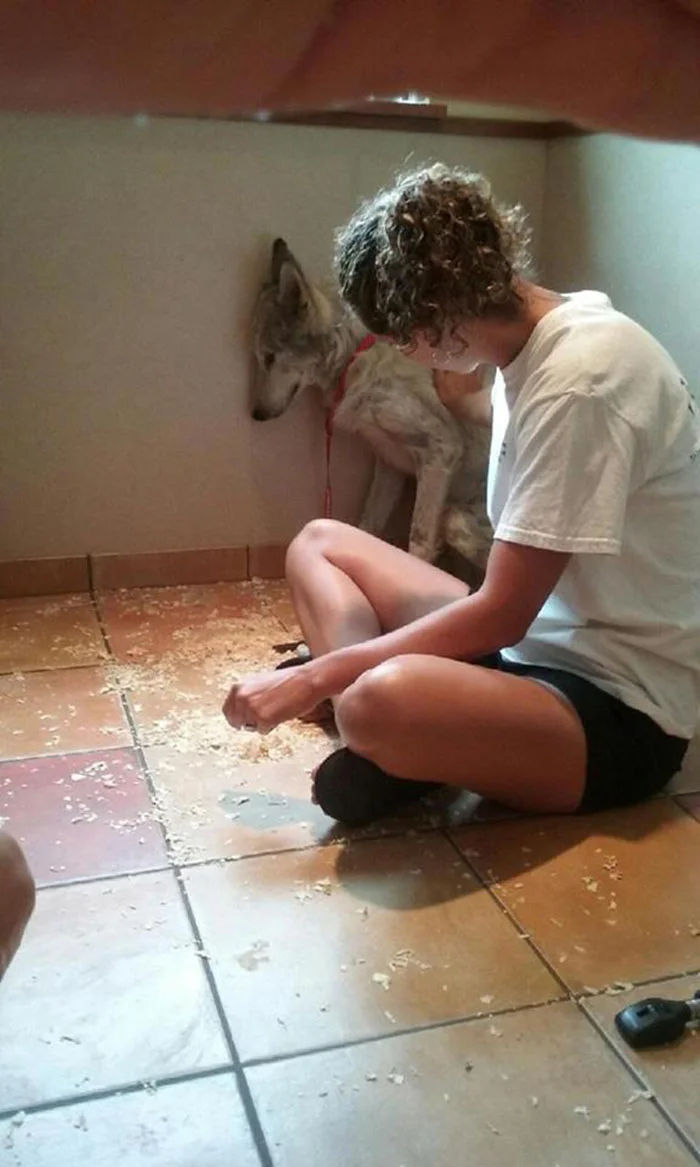 Perro lobo tenía miedo