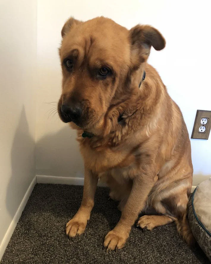 Perro muy deprimido