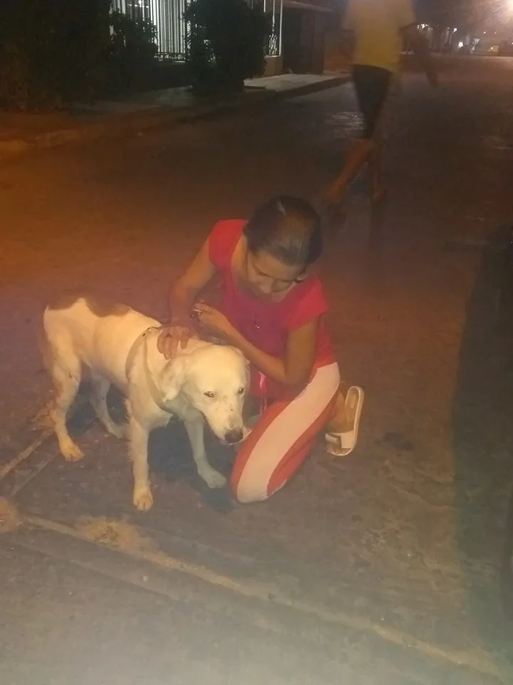 Perro rescatado Perro rescatado