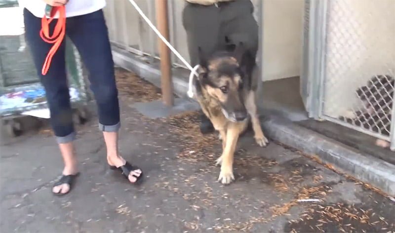 Perro rescatado