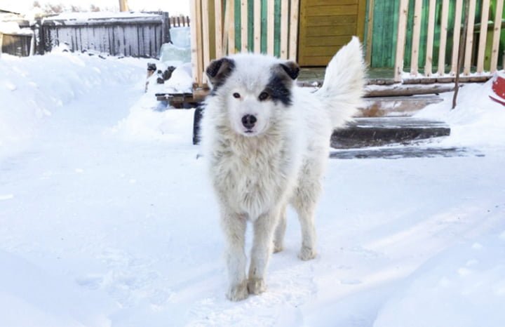 Perro salva a bebé abandonado en el frío extremo