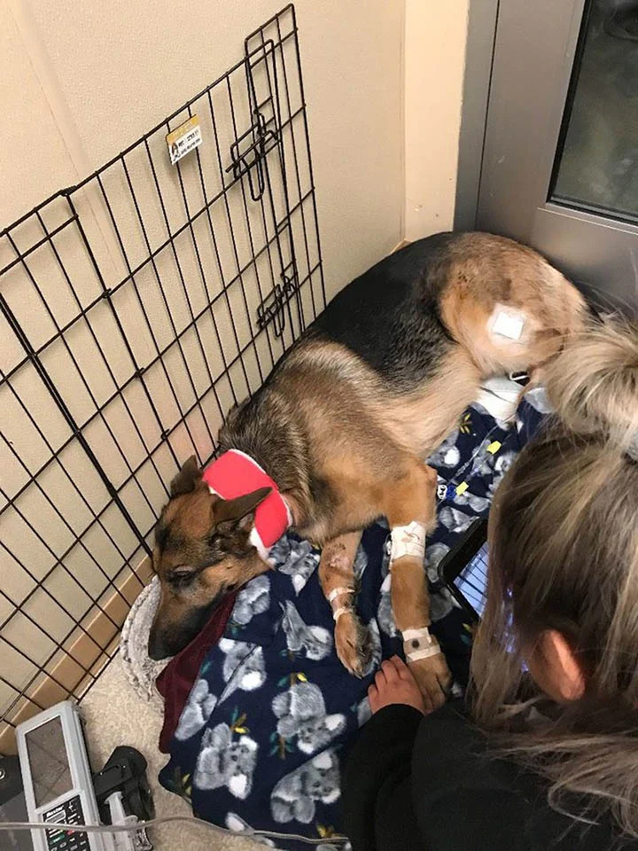 perro se recupera