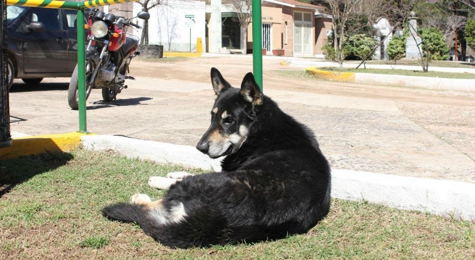 Perro vivió 11 años en el cementerio