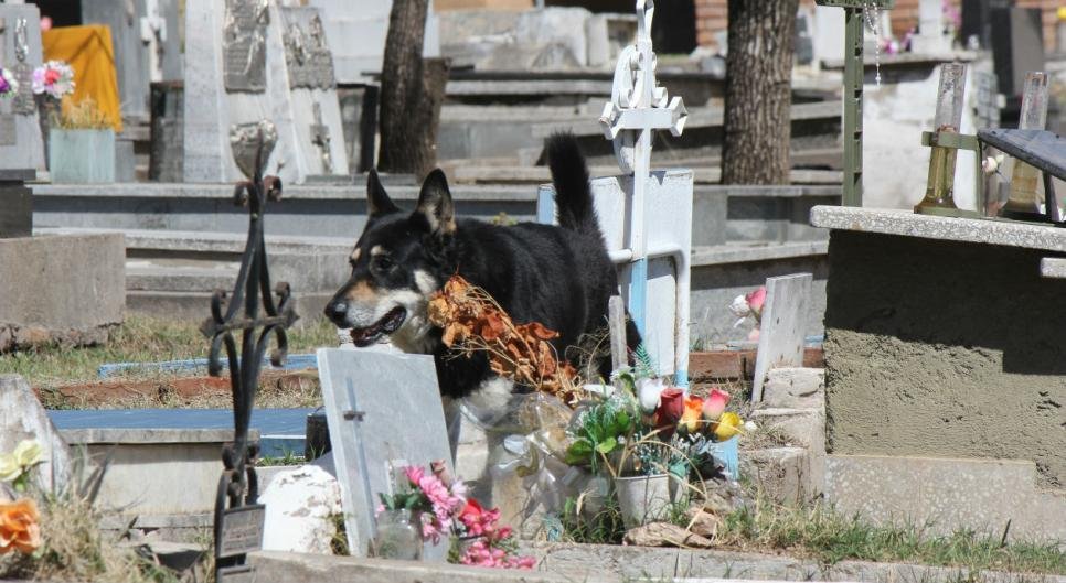 Perro vivió en el cementerio