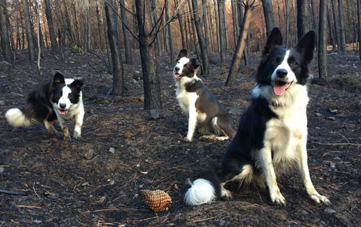 Perros corren para reforestar bosque en Chile