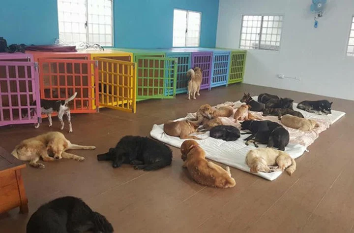 Perros durmiendo Perros durmiendo