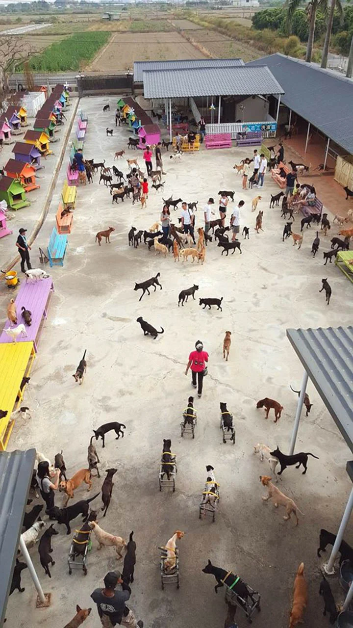 Perros en el santuario Perros en el santuario