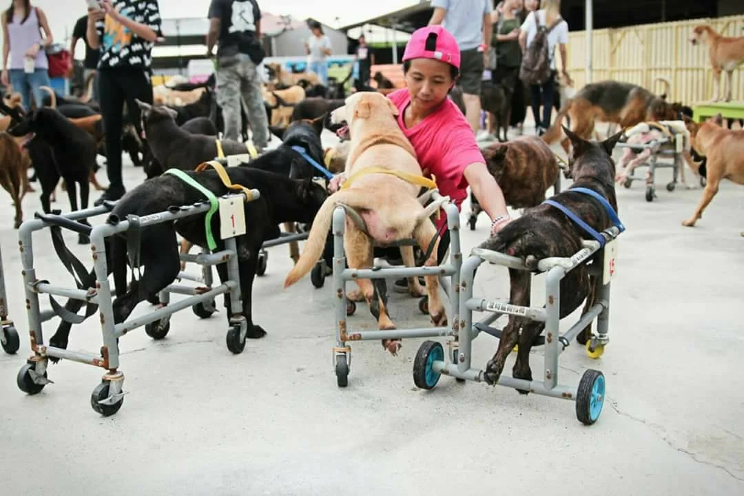 Perros en sillas de ruedas Perros en sillas de ruedas