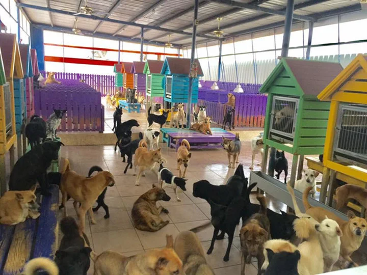 Perros en una sala Perros en una sala
