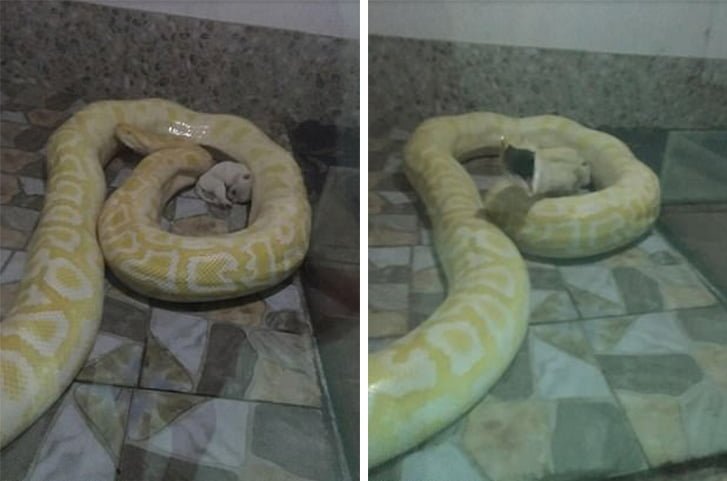 Piton alimentada con cachorro