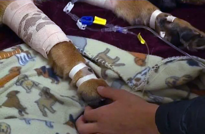 Rex en el hospital