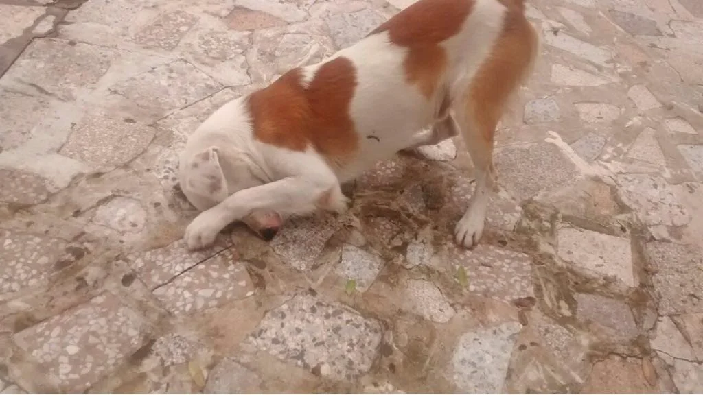 Steven busca hogar Steven busca hogar