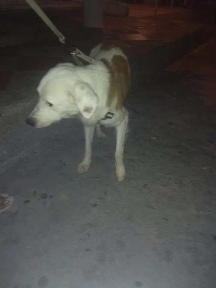 Steven perro Steven perro