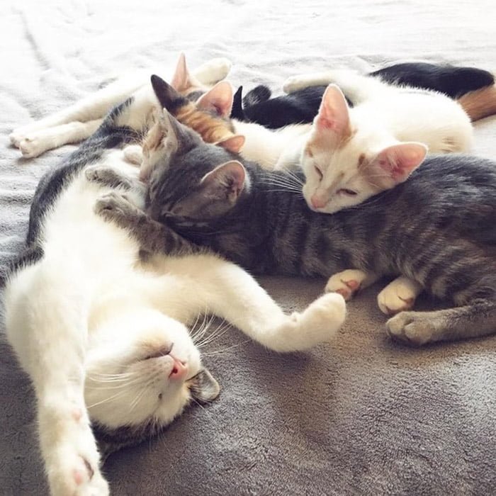 Tala y sus bebés