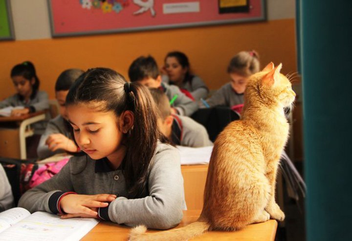 Tombi el gato Tombi el gato
