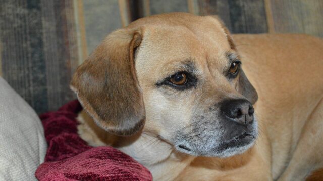 Puggle leonado de cara negra echado sobre un sofá