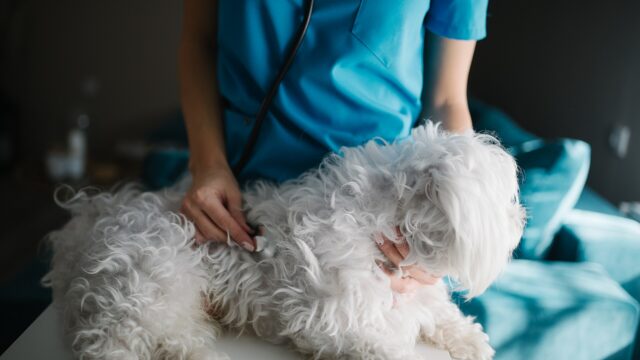 Una veterinaria examina con el estetoscopio a un perro blanco de pelo largo
