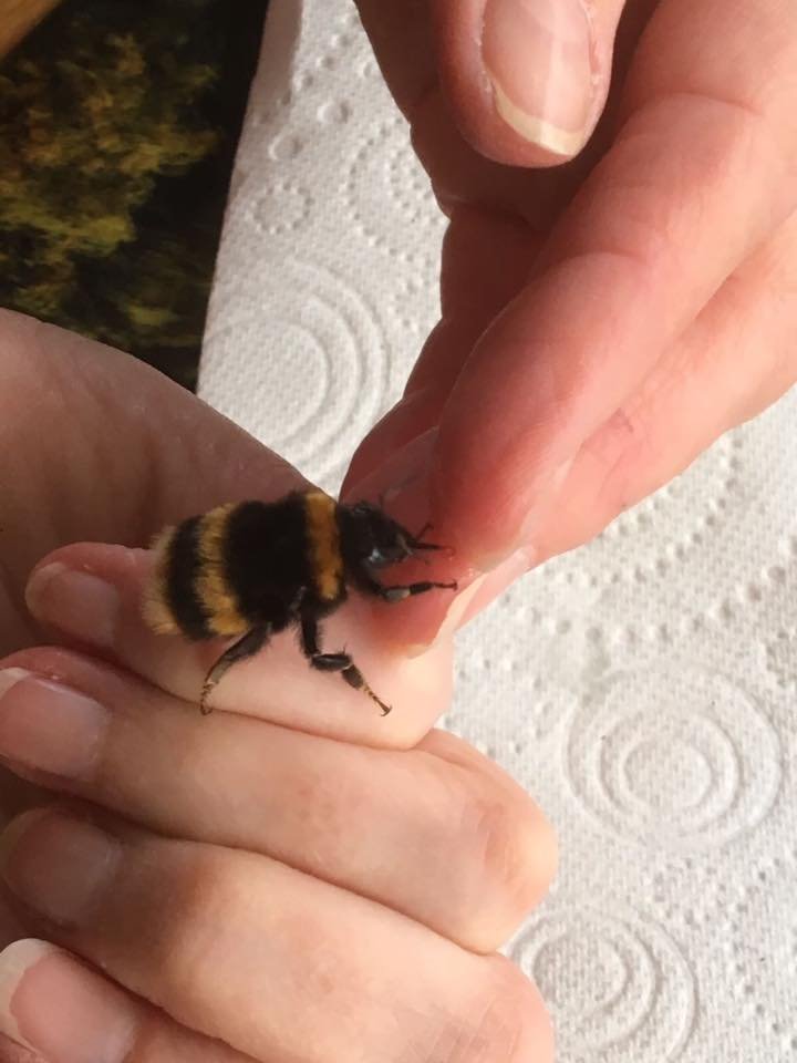 Abeja reina