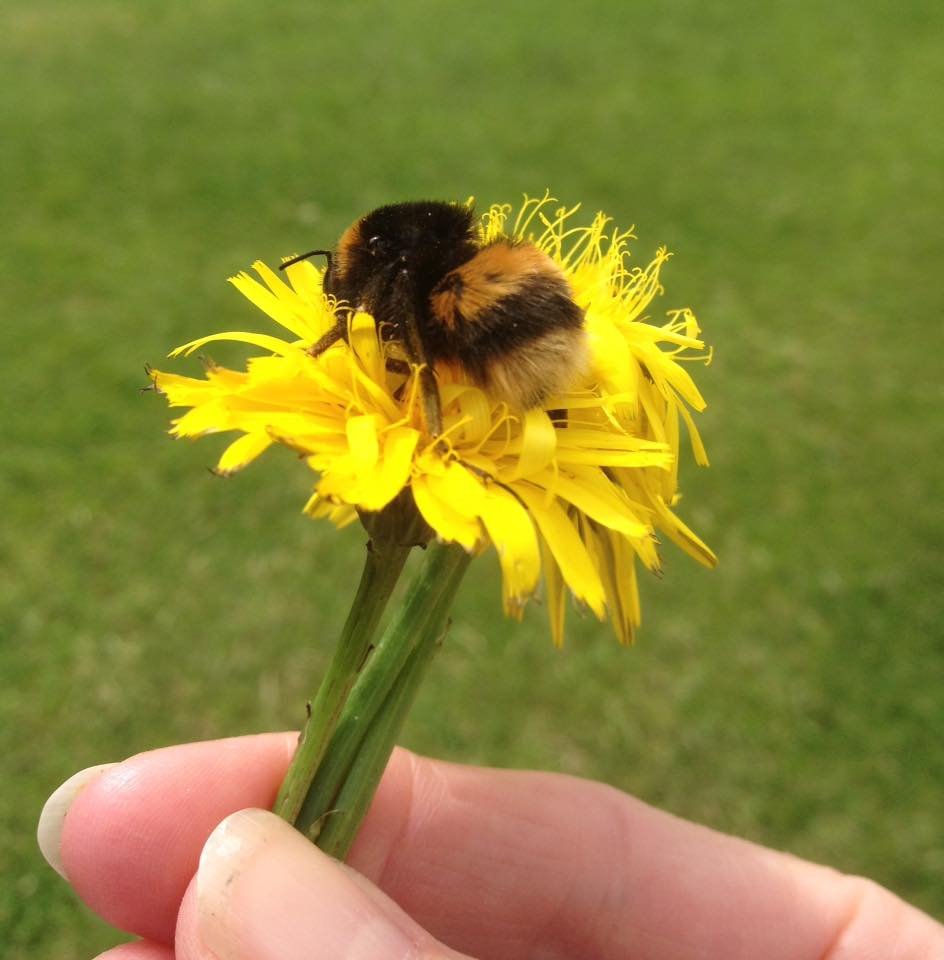 Abejorro en flor