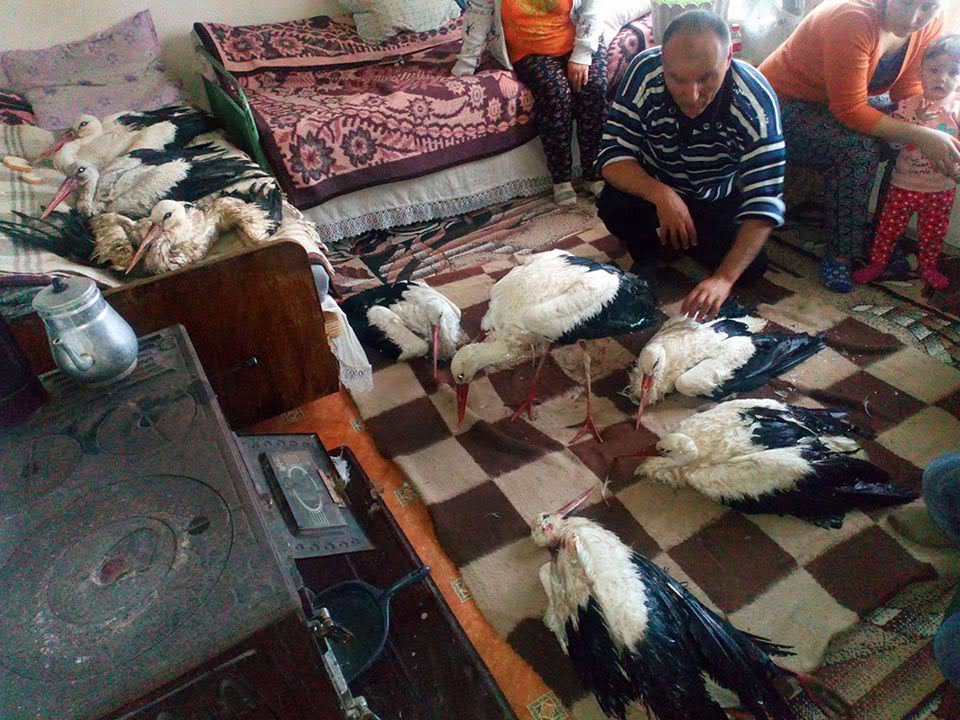 Aldeanos ayudan a cigüeñas congeladas en Bulgaria Aldeanos ayudan a cigüeñas congeladas en Bulgaria