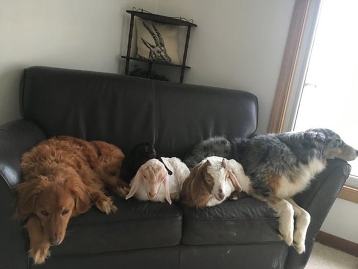 Animales en el santuario