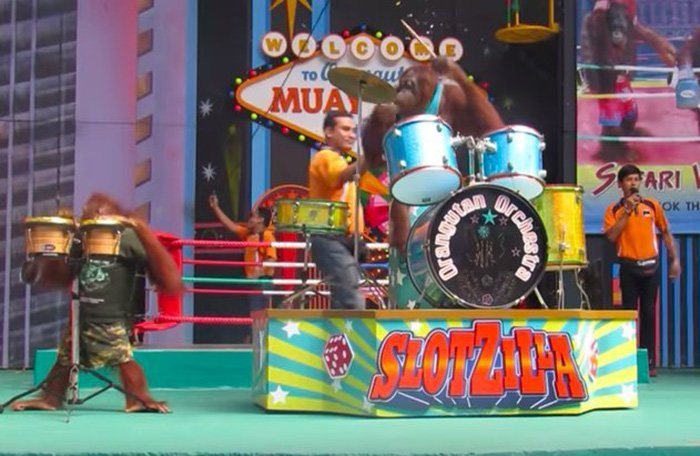 Banda con orangutanes