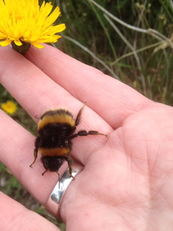 Bee abejorro