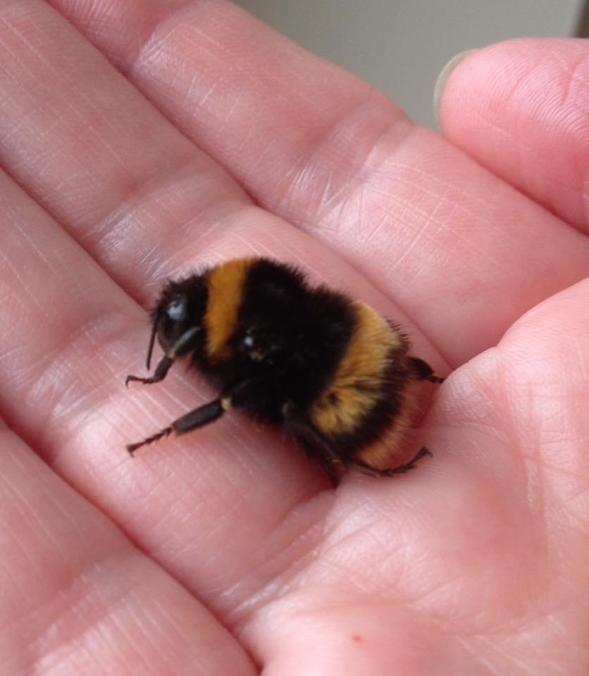 Bee duerme